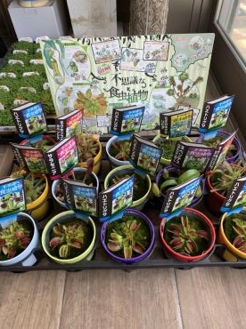 食虫植物始めました！｜「フローリスト花昭」　（愛知県名古屋市千種区の花キューピット加盟店 花屋）のブログ