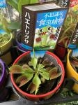 食虫植物いろいろ|「フローリスト花昭」　（愛知県名古屋市千種区の花屋）のブログ